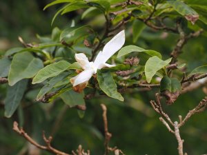 Magnolia salicifolia