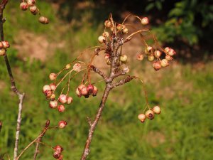 Sorbus gonggashanica