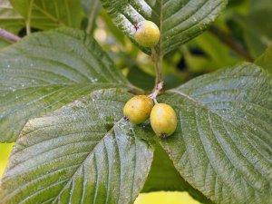 Sorbus wardii