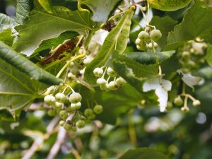 Tilia tomentosa ‘Petiolaris’