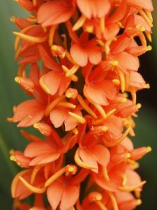 Hedychium densiflorum ‘Assam Orange’