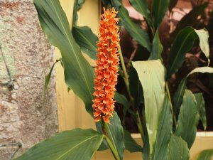 Hedychium densiflorum ‘Assam Orange’