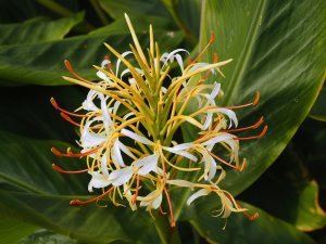 Hedychium tengchongense (WWJ 11964)