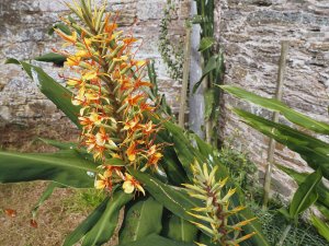 Hedychium x moorei ‘Tara’