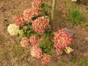 Hydrangea paniculata ‘Little Lime’