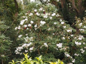 Rhododendron ‘Polar Bear’