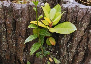 Self-sown seeds