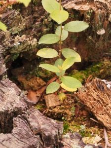 Self-sown seeds