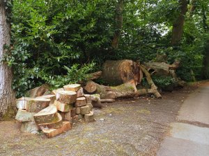 cutting up the huge beech tree