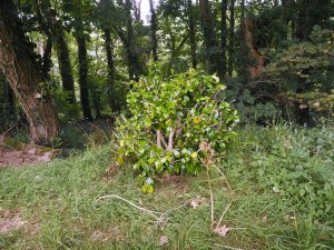 camellias cut back