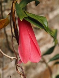 Lapageria rosea