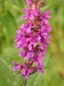 Lythrum salicaria