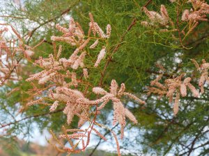 Tamarix ramosissima