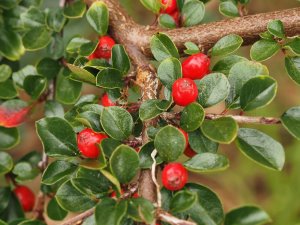 Cotoneaster flinckii