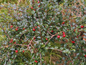 Cotoneaster flinckii