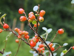 Cotoneaster ganghobaensis