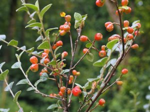 Cotoneaster ganghobaensis