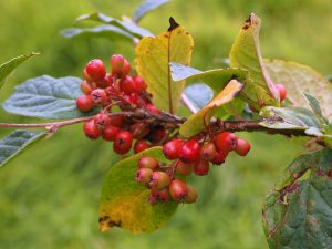 Cotoneaster hillieri