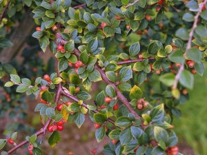 Cotoneaster rubens