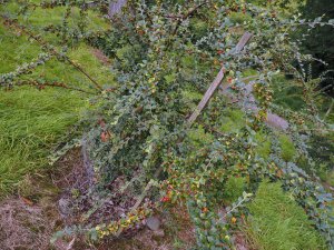 Cotoneaster rubens