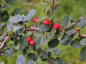 Cotoneaster sylvestrii