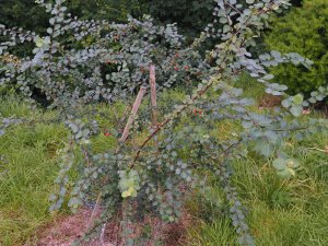 Cotoneaster sylvestrii