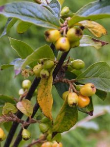 Cotoneaster thimphuensis