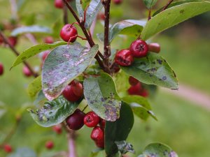 Cotoneaster wilsonii