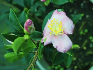 Camellia sasanqua