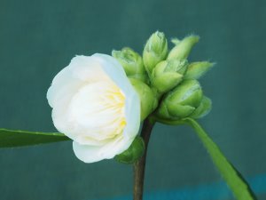 Camellia ‘Snow Flurry’