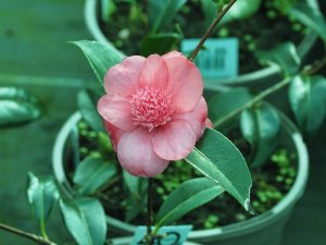 Camellia ‘Sundae’