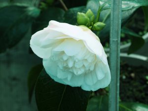 Camellia ‘White Swan’