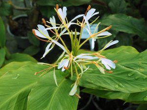 Hedychium coccineum