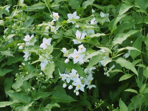 Solanum jasminoides ‘Album’