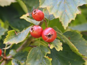 Crataegus durobrivensis