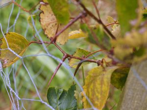 Crataegus horridus