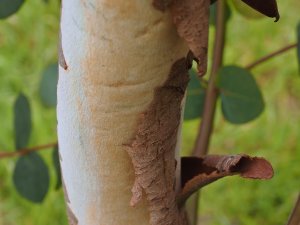 Eucalyptus delegatensis