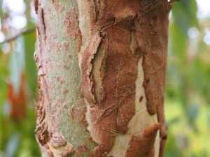 Eucalyptus delegatensis