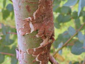 Eucalyptus delegatensis