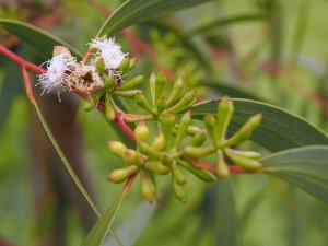 Eucalyptus gregsoniana