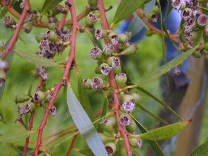 Eucalyptus gregsoniana