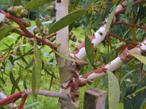 Eucalyptus gregsoniana