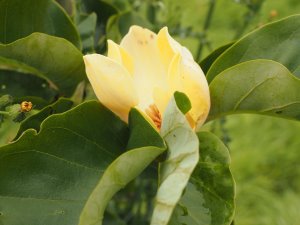 Magnolia ‘Illini Gold’