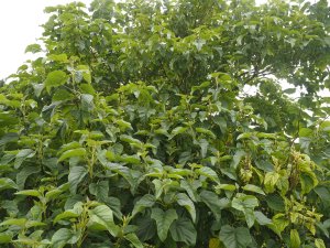 Paulownia kawakamii