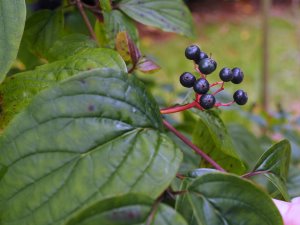 Cornus hemsleyi