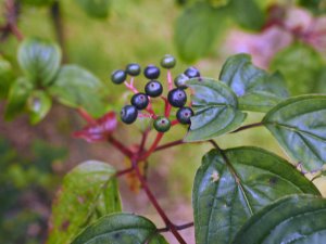 Cornus hemsleyi