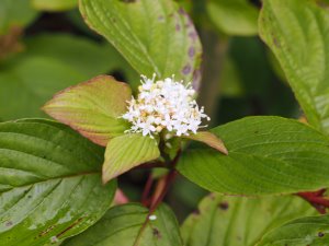 Cornus torreyi