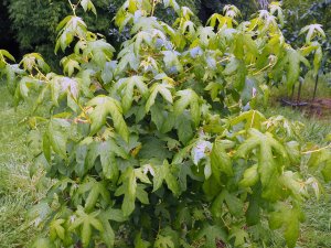 Liquidambar styraciflua ‘Golden Sun’