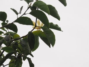 Magnolia ‘Maxine Merrill’