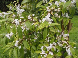 Hoheria sexstylosa ‘Crataegifolia’